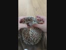 不機嫌なハリネズミを懐柔する