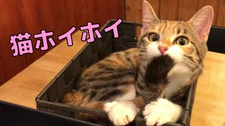 猫を上手く収納する方法がこちらです