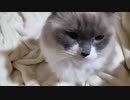 おやつのしらべ