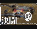 1217【カルガモが胸ぐらを掴んで意地の決闘】小さな猛禽モズの自宅警備やお散歩捕食ハクセキレイ、ウグイスと紅葉とツワブキ、猛禽類ツミの鳴き声【 #今日撮り野鳥動画まとめ 】 #身近な生き物語