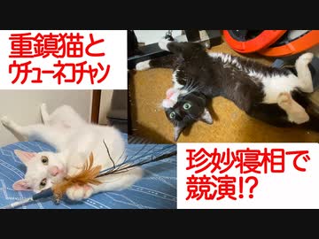 珍妙な謎寝相、伝説の重鎮猫とウチューネコチャンで競演する