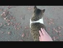 人懐っこい猫に出会いました3【Friendly Cat】