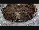 [長編！超大作！]タランチュラ飼育日記その３５[※当社調べ]