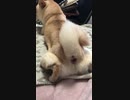 お膝に乗って甘えたい事を察して欲しい柴犬
