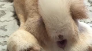 お膝に乗って甘えたい事を察して欲しい柴犬