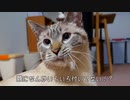 猫の鼻についてる謎の白い物体の正体は○○でした…