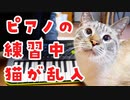 猫がピアノの熱血指導をしてくれた結果…