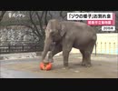 『ゾウの姫子』の”お別れ会” 足の病気で…　ファンら「今までありがとう」