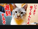 【超朗報】猫が初めて朝起こしに来てくれました
