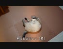 あんなに懐かなかった猫が自分からお腹を見せてくれるようになりました