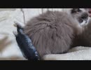もうあきたの図