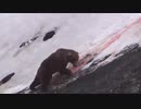 閲覧注意！射殺！熊が滑落。クマ撃ち名人。