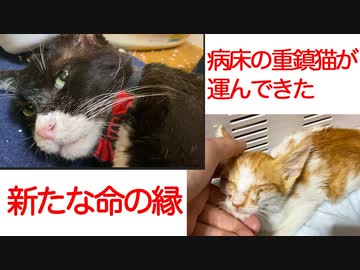 病床の重鎮猫、新たな命の縁を運ぶ