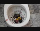 アイスクリームをトイレに流してみた５