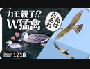 1218【カルガモ親子！？に猛禽類2種】捕食カワセミ&カワウ。ハイタカやチョウゲンボウ、千鳥にカルガモ交尾鳩求愛給餌、カワラヒワの鳴き声【 #今日撮り野鳥動画まとめ 】 #身近な生き物語