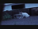 「あの子猫だ！」ホームズ保護のカウントダウンが始まったかも知れない