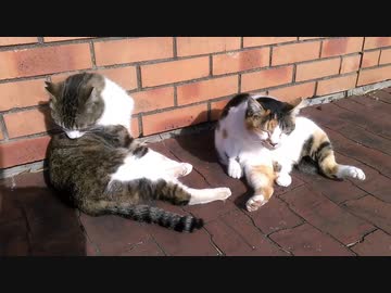 ツッコみたい猫！Σ＼(￣ー￣;)ナンデヤネ～ン