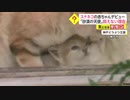 スナネコの赤ちゃんデビュー　「砂漠の天使」飼えない理由