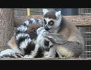 抱き合ってペロペロ