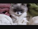 毛布の中の毛布