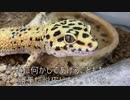 [カナビスな画集買った]タランチュラ飼育日記その３７[己にメリクリ]