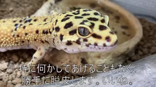 [カナビスな画集買った]タランチュラ飼育日記その３７[己にメリクリ]