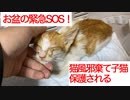 猫風邪の棄てられ子猫、炎天下の中で保護される