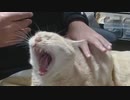 おったん ダム(猫)の目の前でパンを食らい最後に仕返しを食らう