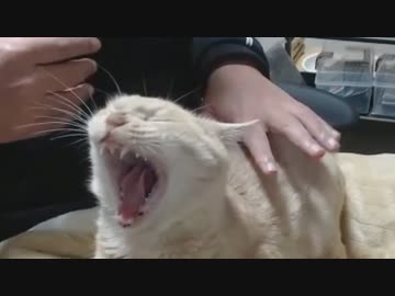 おったん ダム(猫)の目の前でパンを食らい最後に仕返しを食らう