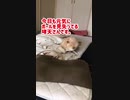 遊びに夢中になりすぎてボールも自分も見失った柴犬