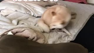 遊びに夢中になりすぎてボールも自分も見失った柴犬