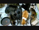 今週のおやつ【蒼民家の猫々】