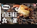 1220【百日紅食べたいスズメ】カワセミ捕食に小さな猛禽モズ。人馴れハクセキレイどアップ&喧嘩空中戦。カルガモに木の実が食べられる【 #今日撮り野鳥動画まとめ 】 #身近な生き物語