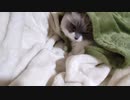 毛布のぬくみに屈してしまう猫