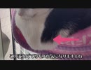 アレも溢れ出す気持ちよさ！お手製、猫用ハンモック