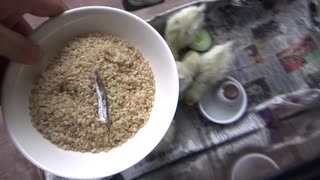 烏骨鶏の雛を育てる③　最高のTKG21　The road to Golden 'Rice with raw egg'!!!　ep21