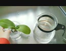 愛しの植物さま