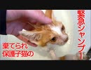 SOS預かりの保護子猫、シャンプーされる