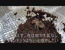 [スロットまどマギは]タランチュラ飼育日記その３８[私の青春]