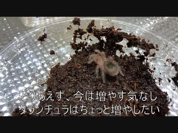 [スロットまどマギは]タランチュラ飼育日記その３８[私の青春]