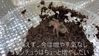 [スロットまどマギは]タランチュラ飼育日記その３８[私の青春]