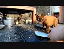 野良猫の前で魚を離さなかったらこうなりました
