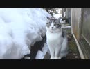 外遊びを強行するアルフィノ　＃207