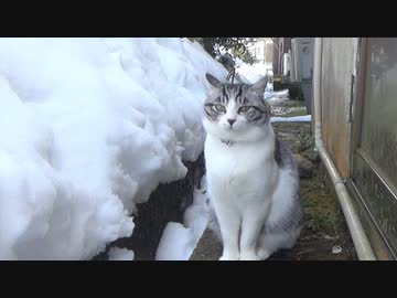 外遊びを強行するアルフィノ　＃207