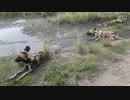 イナゴレミング中国がアフリカの自然を根こそぎ破壊