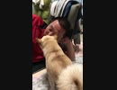 親方と俺のいちゃこら劇場。顔の香りが強烈に気になる柴犬