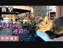 カリカリの後に魚二匹をあげたらどうなる？【野良猫の子猫と成猫たち】