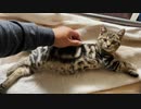 Cat Chocolat 飼い主にマッサージをさせてやった