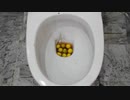 M&M'sとレモンをトイレに流してみた
