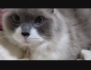 ねこの瞳にかんぱい